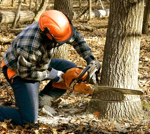 Tree Removal in Mineral, CA